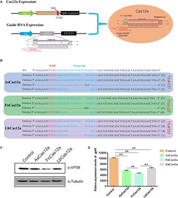 CRISPR/Cas12a Mediated Genome Editing Enhances Bombyx mori Resistance to BmNPV